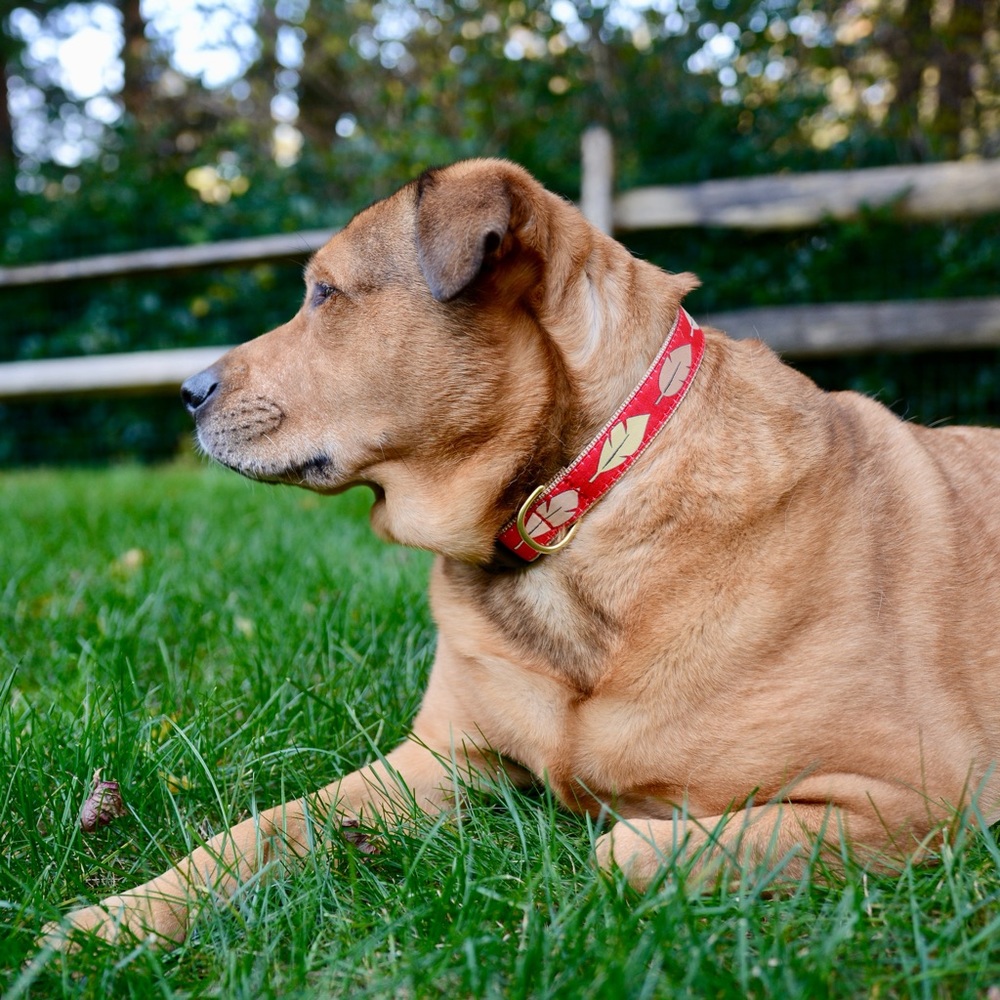 Up Country Feathers Dog Collar AND Lead